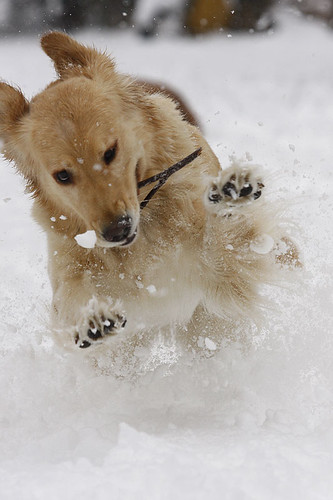 golden retriever puppy playing. Snow Romp - Golden Retriever