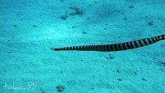 Black-headed Sea Snake, Okinawa Japan