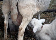 Lambs nursing