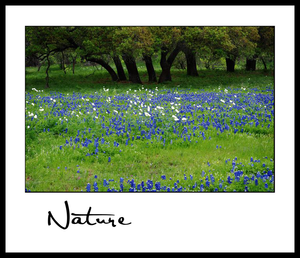 Nature_Neil E 01