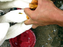 Geese meet their end near Yeji, Anhui Province, China