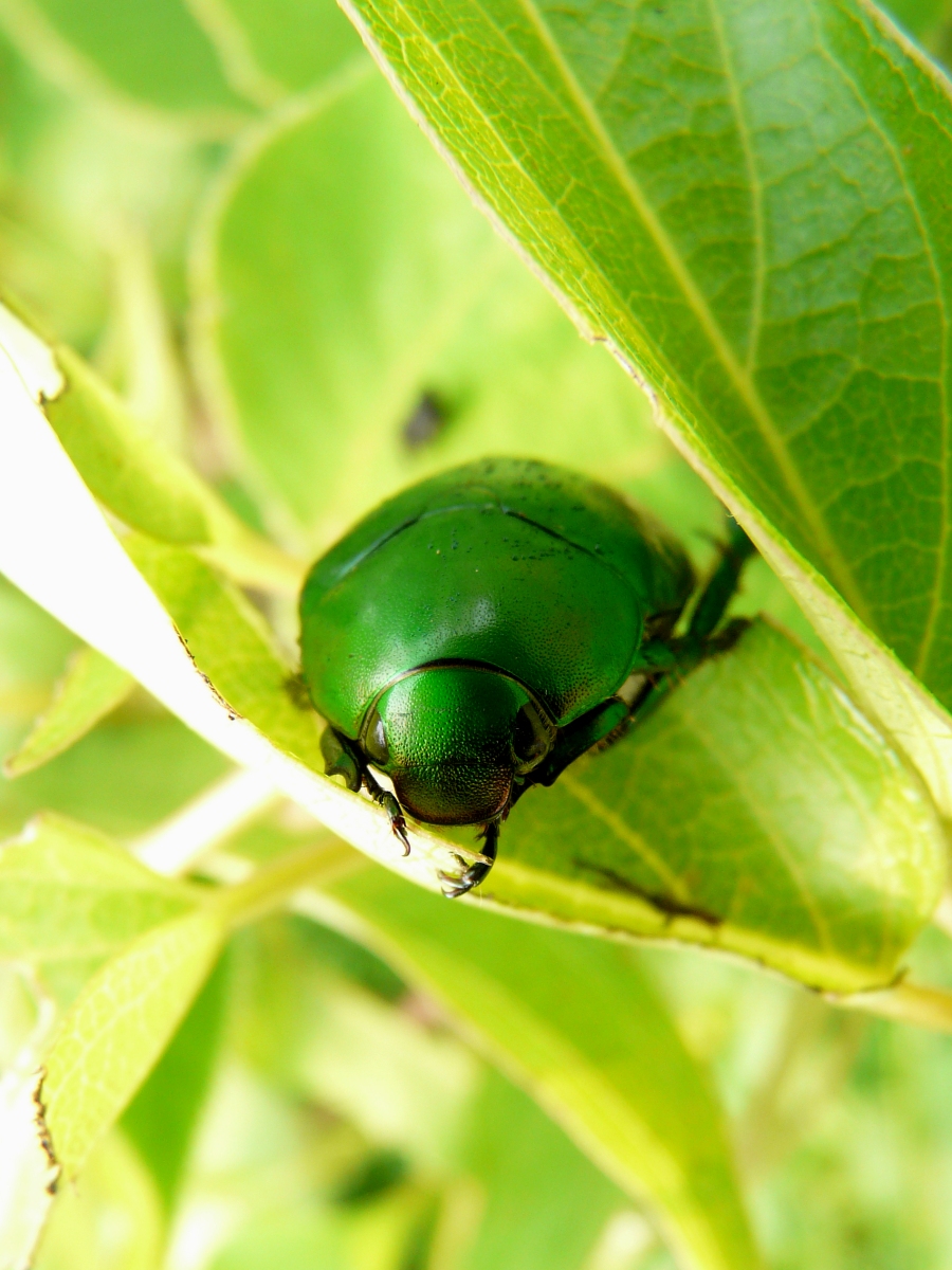 台灣青銅金龜 (Anomala expansa)