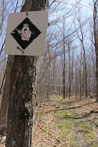 Trail 9... it was here where the bear bolted across the trail