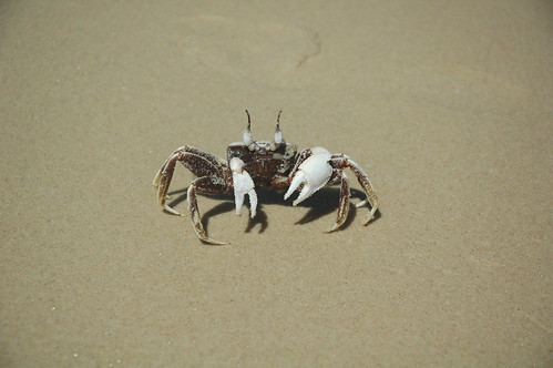 Crab on Nudist Beach
