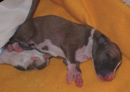 Animagi Welpen (Whippet) / puppys; 1 day old; Hündin5a