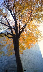 a tree and building