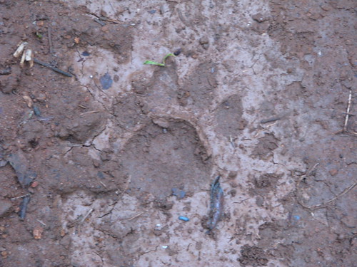 Footprints of tiger