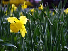 daffodil bloom.