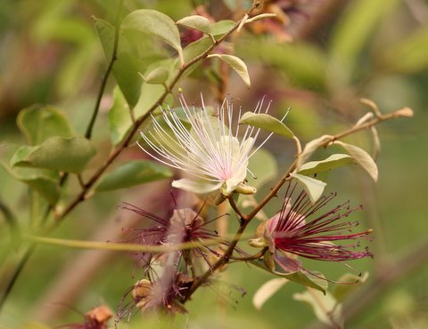 Capparis sps. (Family Capparidaceae)