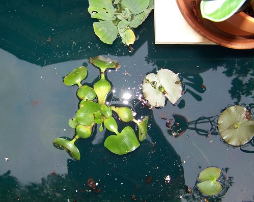 lily and water plants