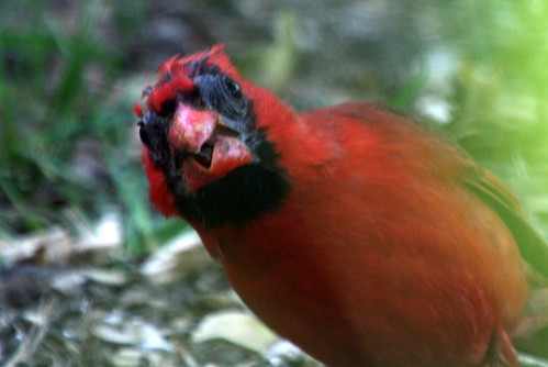 Northern Cardinal {Cardinalis cardinalis}