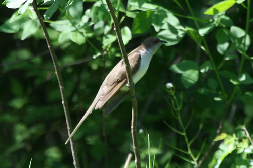 Black-billed Cuckoo {Coccyzus erythropthalmus}