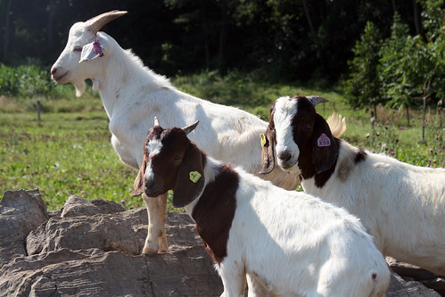 Three goats standing on rocks