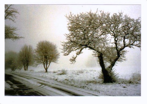 DSDesigns님이 촬영한 Snow trees.