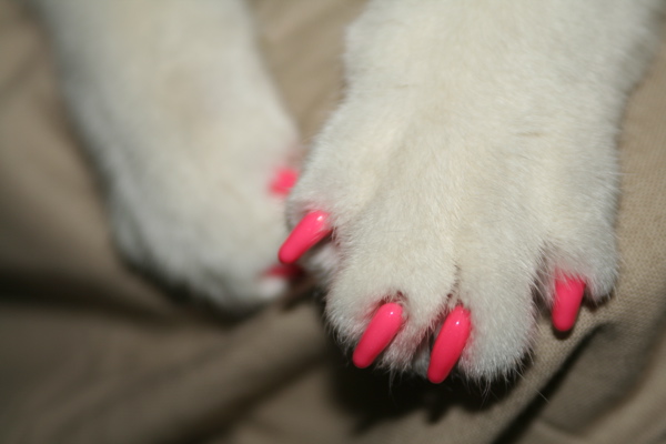 which are little rubber nail caps to go over your cat's claws to prevent