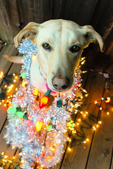 ~Maggie... in Lights by *ojoyous1*