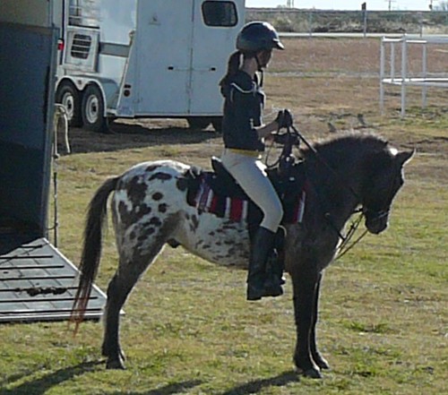Appaloosa pony with traditional spotted blanket