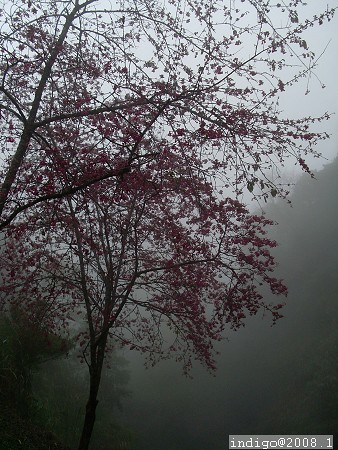 霧中看花