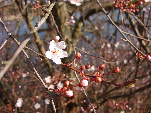 Fleur de Prunus