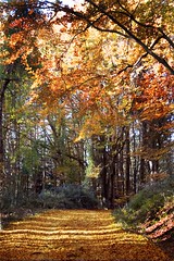 immagine raffigurante un sentiero nel bosco in autunno