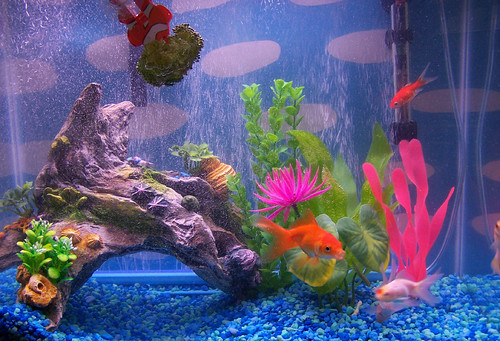 new decorations and another new fish