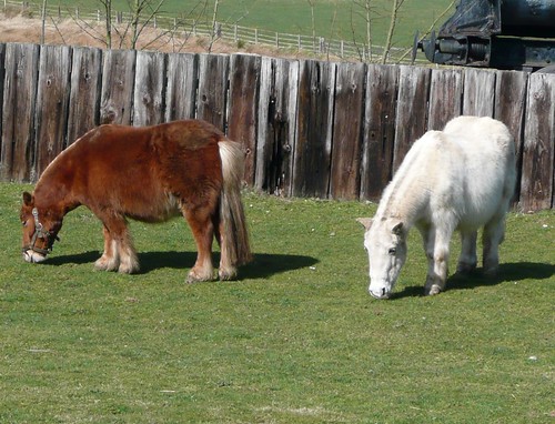 Pip at pasture at Beamish. Photo from flickr