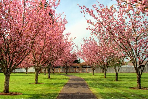 Walk Through Spring - blossom trees at Neitling Park in Stayton Oregon