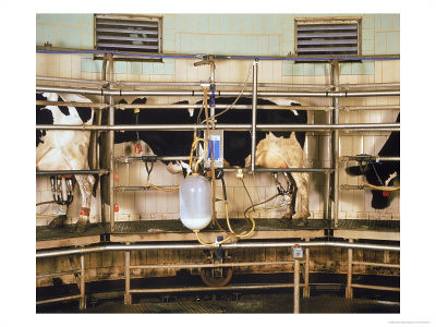 Milking a dairy cow