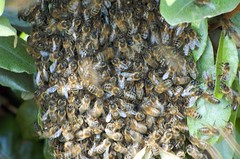 Swarm Of Bees Delays Brazilian Soccer Match Teams Brawl