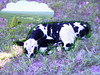 Cow Dreaming of Greener Pastures