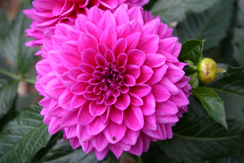 Dutch Flower