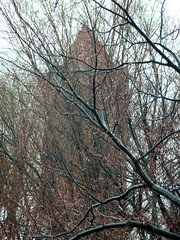 Trees, branches, and Church Tower.