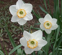 Daffodil 19