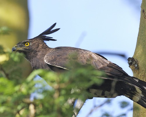 Long-crested eagle (Lophaetus occipitalis) ©  Lip Kee