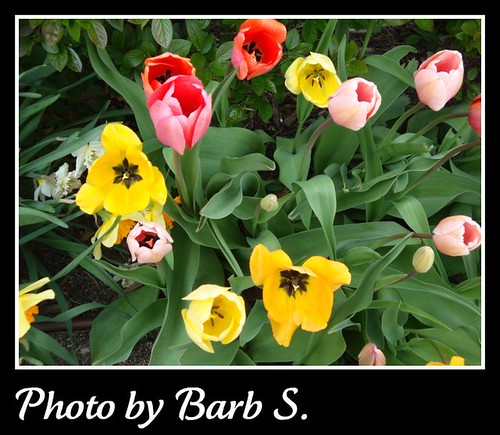 Barb S. Tulips
