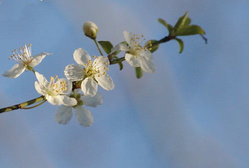 Prunus cerasiferus - Kerspruim