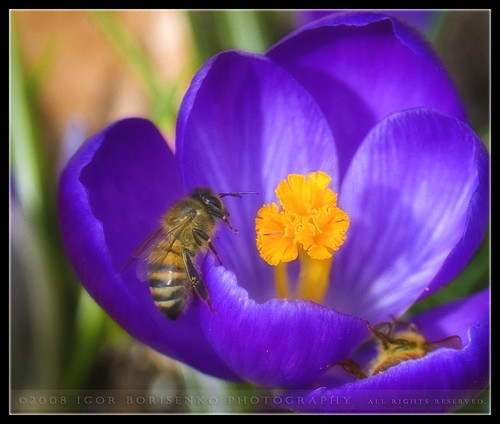 First Flower & a Bee by *IGORB81*.