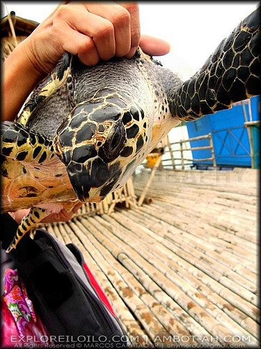 One of the turtles in Turtle Island