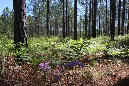 Wildflowers and legumes compose the understory of the longleaf pine ecosystem. These plants provide ample food for the diverse wildlife.