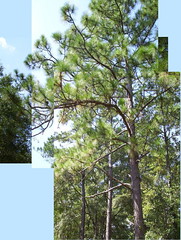 A longleaf pine on Quarterman Road.