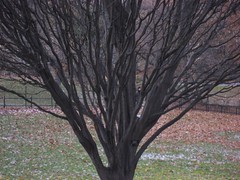 Tree in Central Park