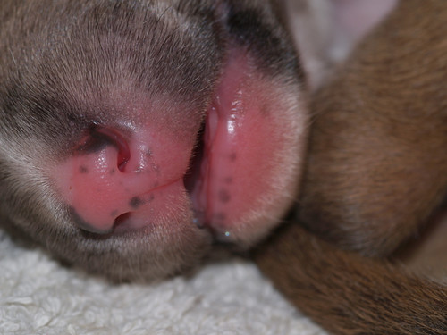 Whippet puppies (8 days old)