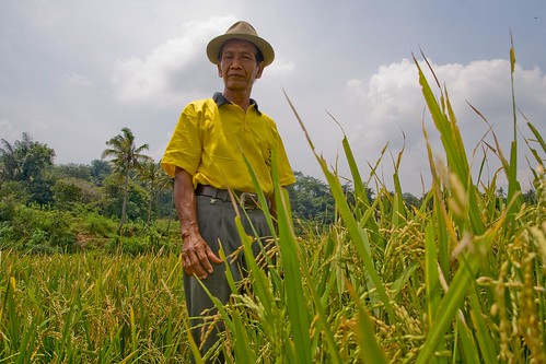 Cipto, rice farmer