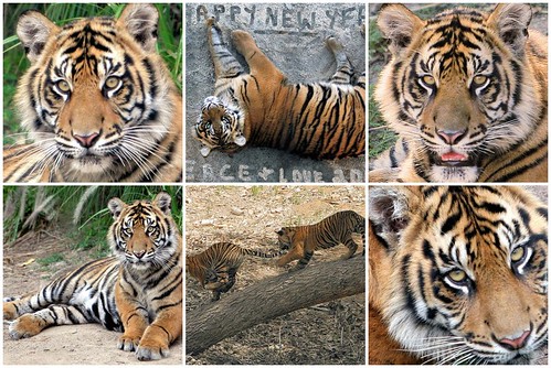 pictures of tigers and cubs. Awesome Tiger cubs find a new