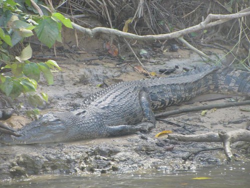 saltwater croc