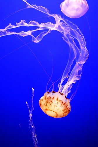 Jellyfish - Living Art