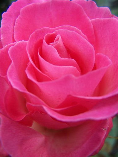  together · hot pink rose
