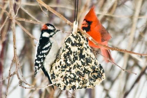 Downy Woodpecker and Northern Cardinal