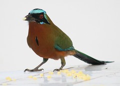 Blue-crowned motmot eating cheese