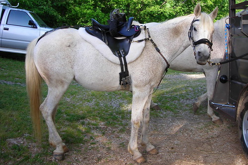 Specialized Saddle